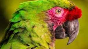 Veľké papagáje: popis, typy a funkcie obsahu